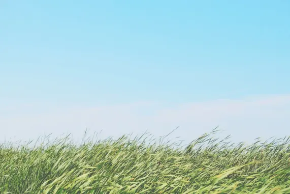 Kazino Ted Bingo Pagalba